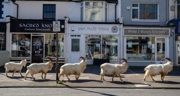 Conwy Pen Cefn Farm Holiday Abergele Exteriör bild