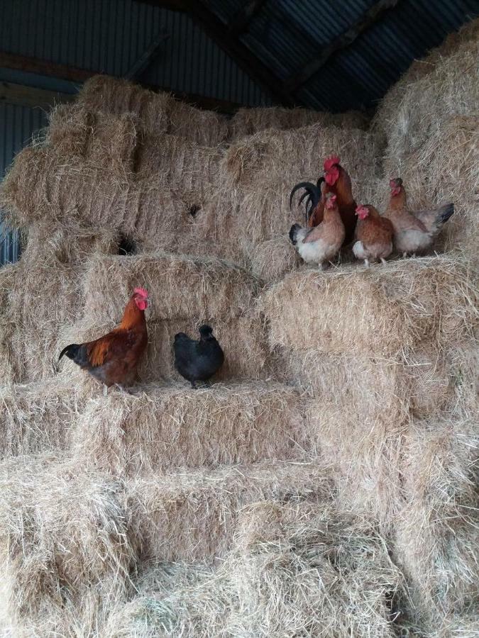 Conwy Pen Cefn Farm Holiday Abergele Exteriör bild