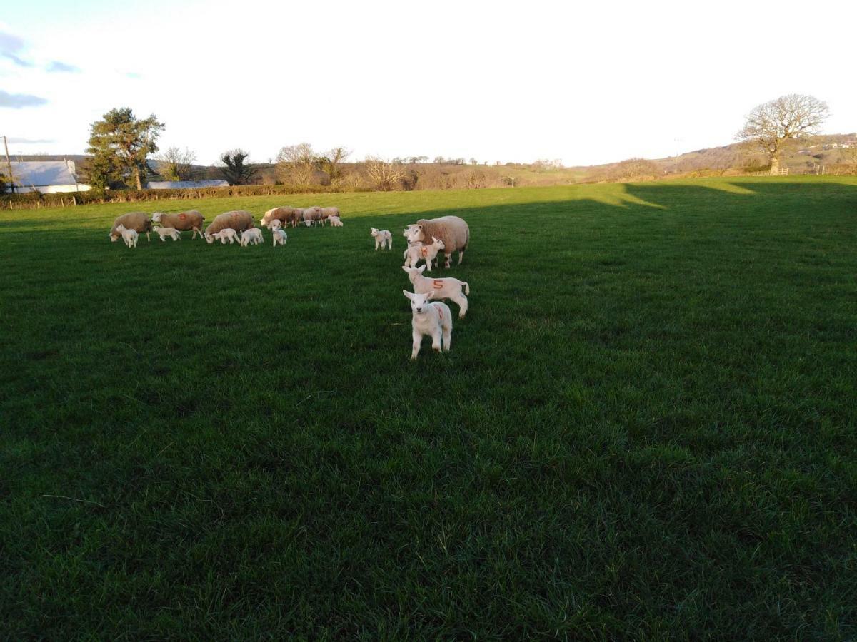 Conwy Pen Cefn Farm Holiday Abergele Exteriör bild